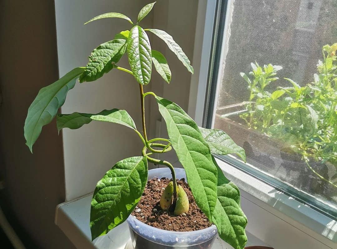 avocado sprouted in a pot