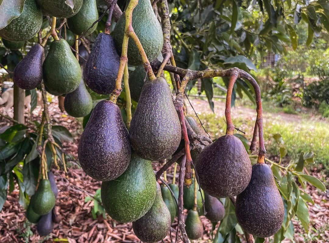 a bunch of avocados on a branch