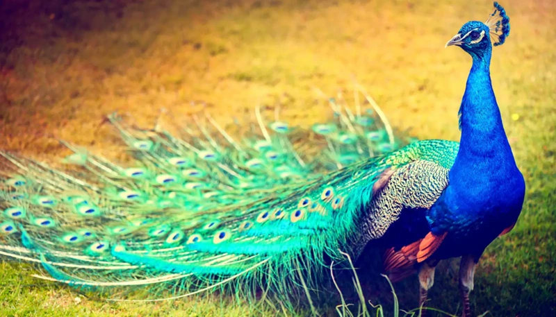 Cultural Significance Of The Peacock