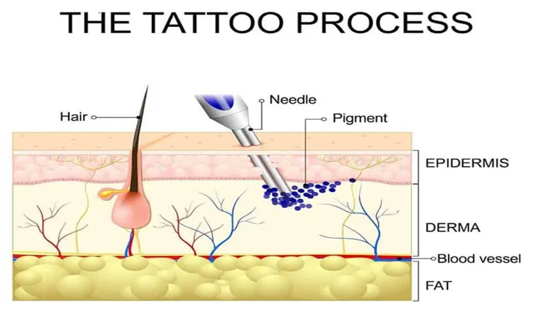 How Deep Does A Tattoo Needle Go In Mm?